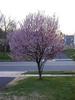 Cherry tree blooming in front.