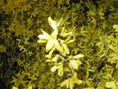 Forsythia blossoms up close