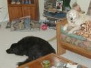 Ebony and Sally napping last weekend