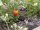 The first ripening tomato