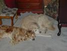 Sally and Lucy sleeping (theoretically)...