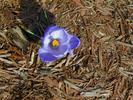 First crocus of spring on our ground