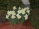 Daffodils in full swing