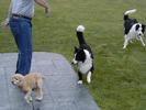 Bob and Malcom play, Duncan chases Lucy