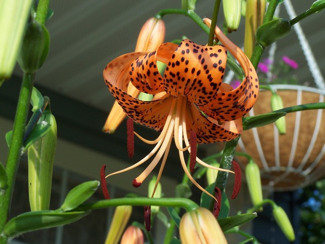 Tiger Lily One