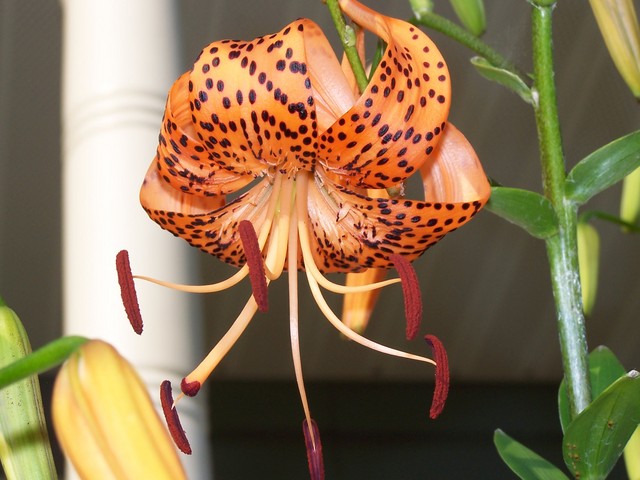 Tiger Lily Two