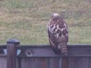 On the back fence. Hawk? Owl?