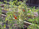 Tomatoes ripening.