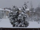 Snow burdens the trees