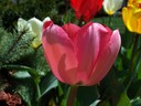 One pretty pink tulip