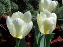 A threesome of dainty white tulips