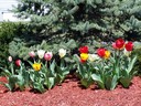 More tulips in front of the evergreens