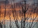 Tree branches at sunset, front yard