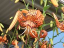 A Tiger lily bloom