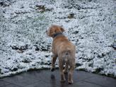 Lucy: befuddled and cold without her winter coat