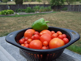 Tomatoes, fore- and background