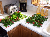The last veg harvest, mostly peppers