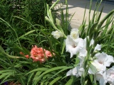 Gladiolas in bloom