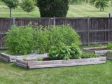 Upper beds: tomatoes, beans, watermelon