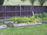 Middle beds: peppers and squash