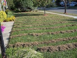 A dethatched front lawn