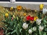 Tulips coming into full bloom