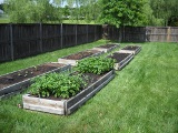 Veggie garden progress