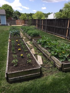 Bilbrey Veggie Garden - 31 May 2015
