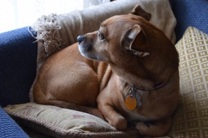 Lexi on "Relaxed Guard" duty