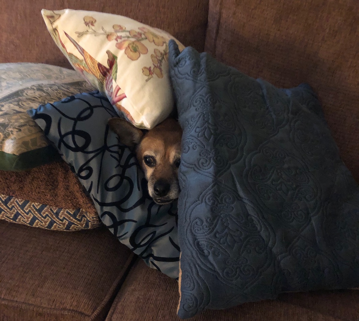 Lexi the mutt guarding her pillow fort.