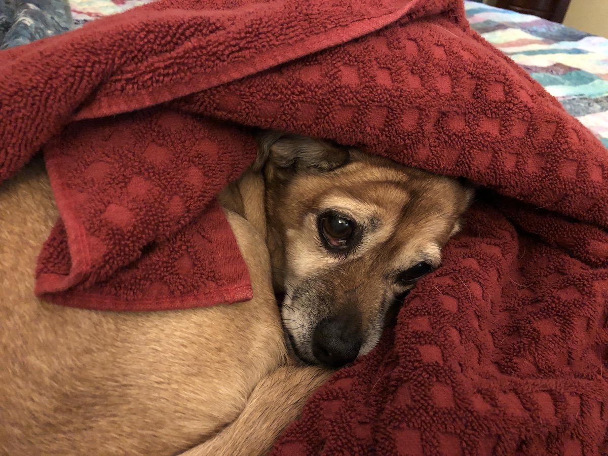 Lexi, the dog, wrapped in a towel,  warm and looking worried...