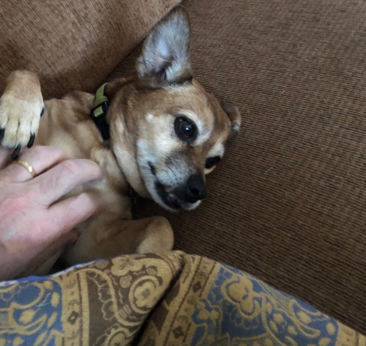 I woke Lexi the chipuggle mutt up to take this picture.