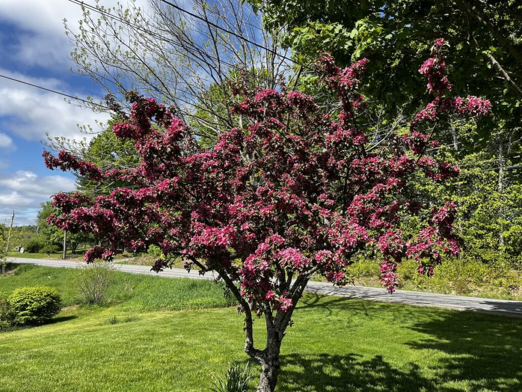 Small cherry tree in bloom