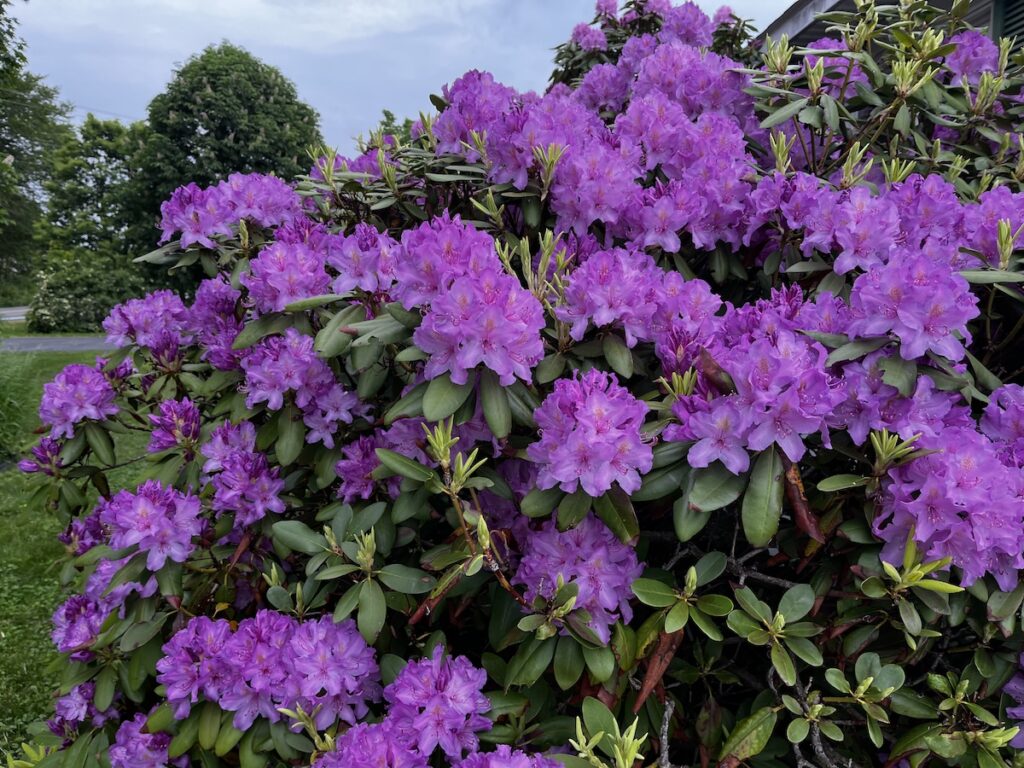 Rhododendron with large purple flowers.