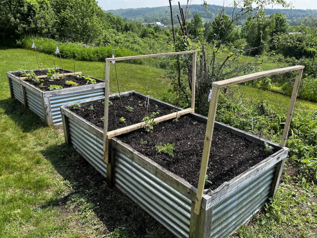 Two steel panel and wood raised garden beds, 2x4x8 feet each. Some things seeded and not up yet, under bird netting. Seedlings spread throughout.