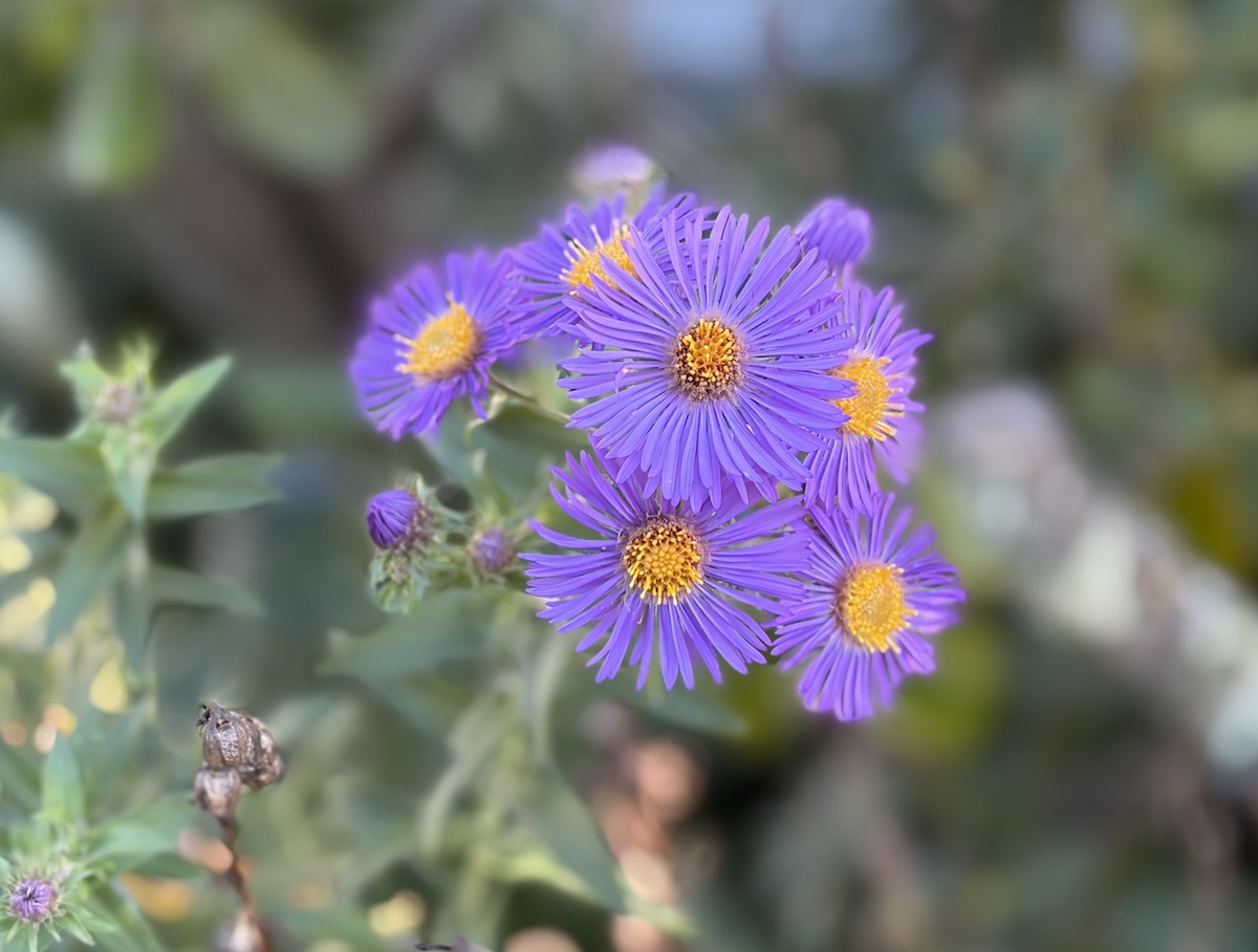 Purple/blue flowers with yellow centers