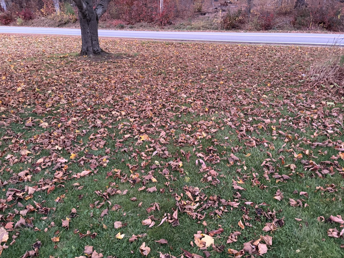 leaves on the lawn