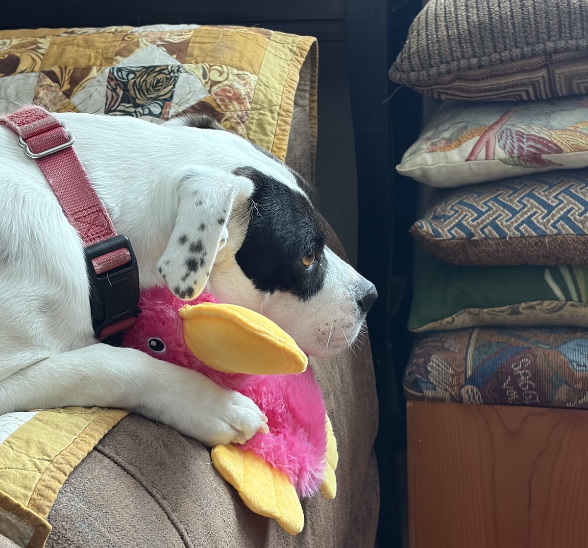 Dog on sofa, toy duck between the paws, head resting in the toy