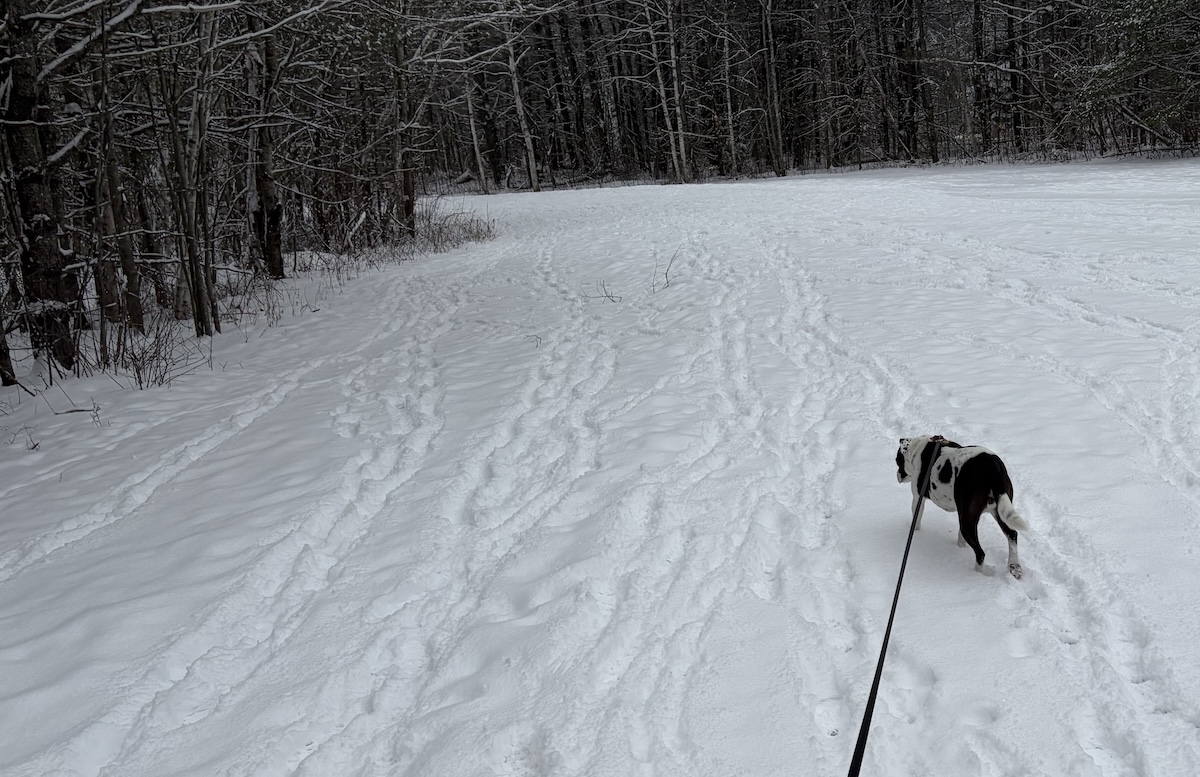 Georgia the rescue american bully mix dog, on leash on a snowy trail