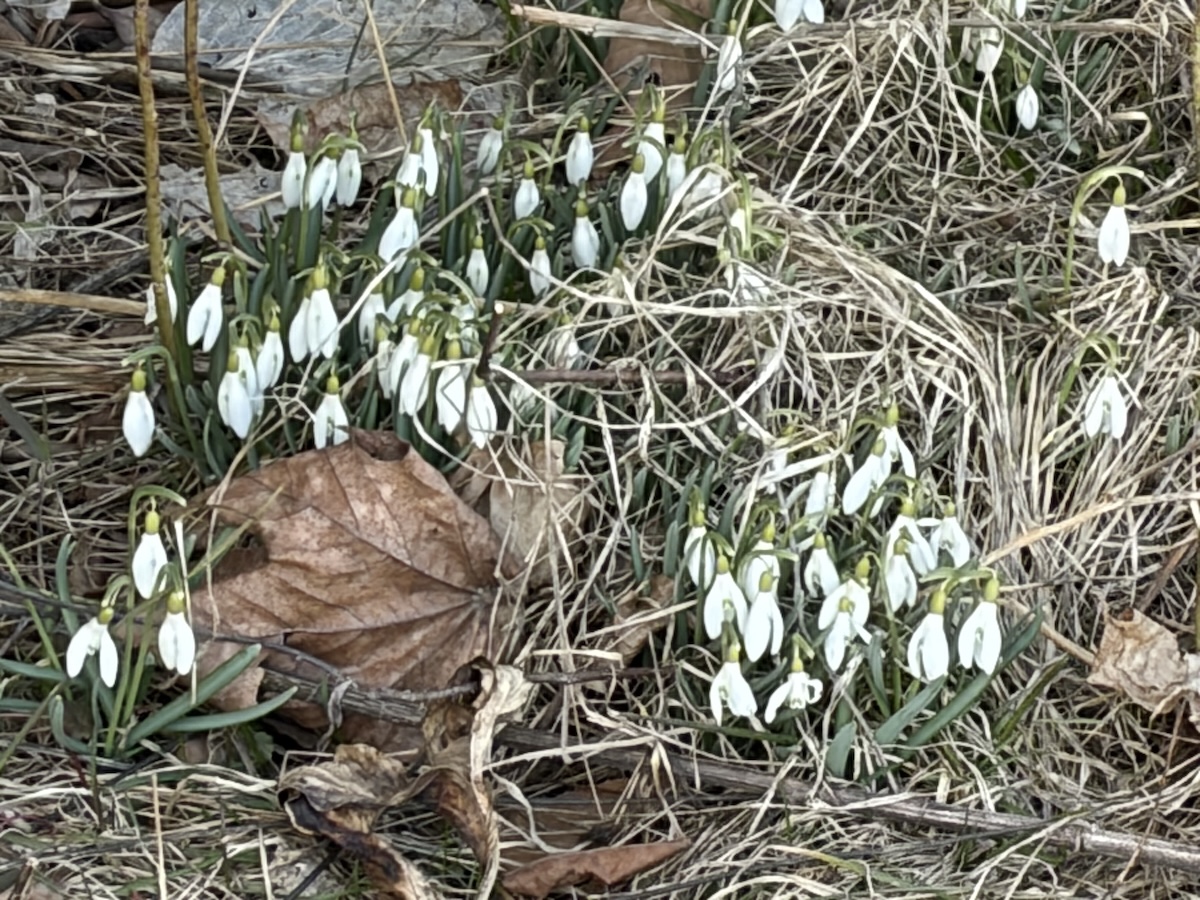 Snowdrops (flowers, white) in the garden in late March, in central Maine, USA