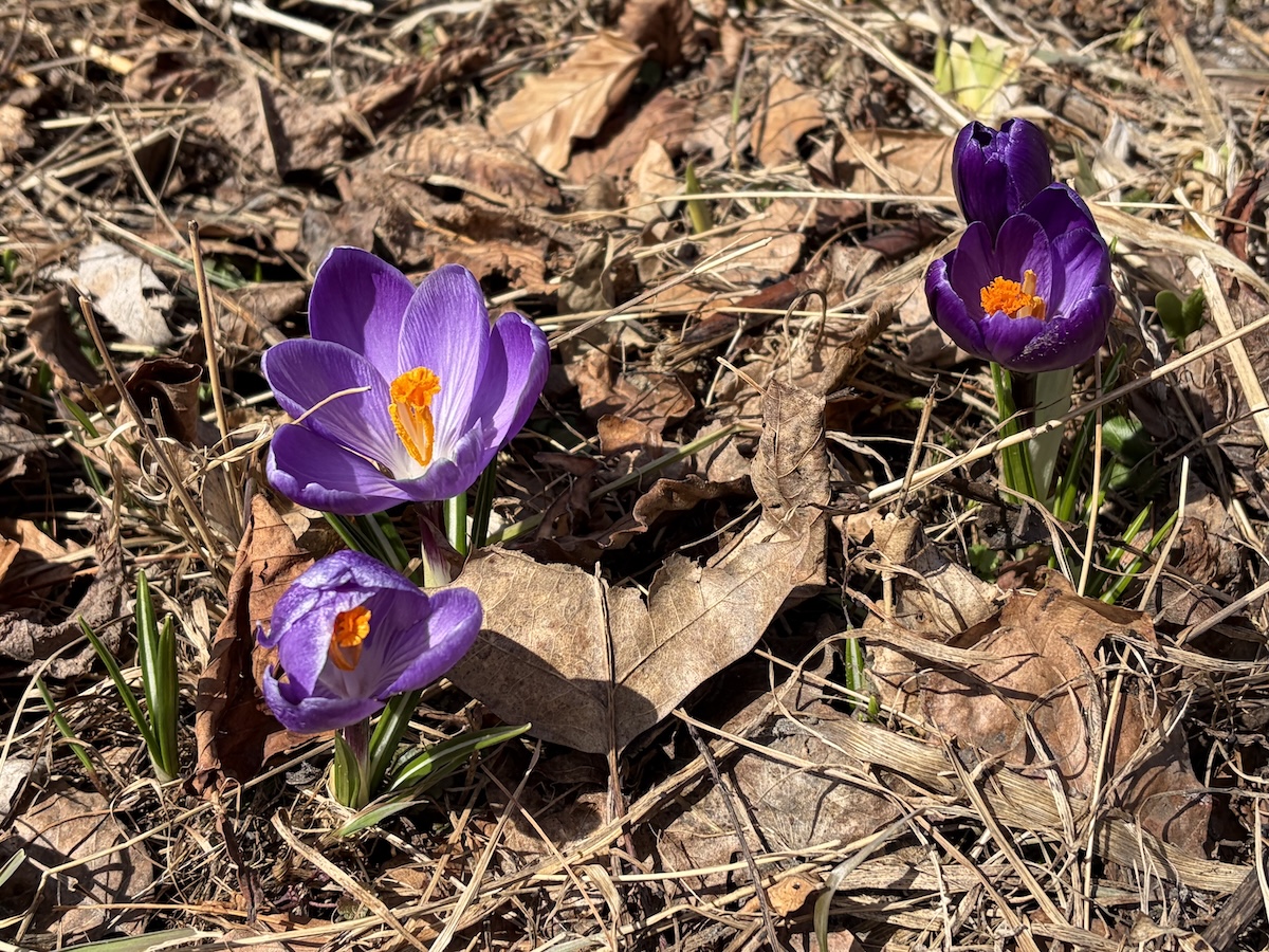 Purple-ish crocus blooms in early April, central Maine, USA.