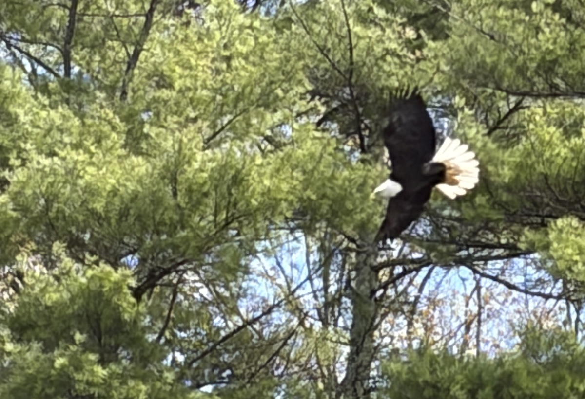 Bald eagle soaring in front of trees
