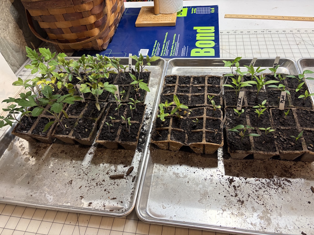tomato and pepper seedlings indoor start