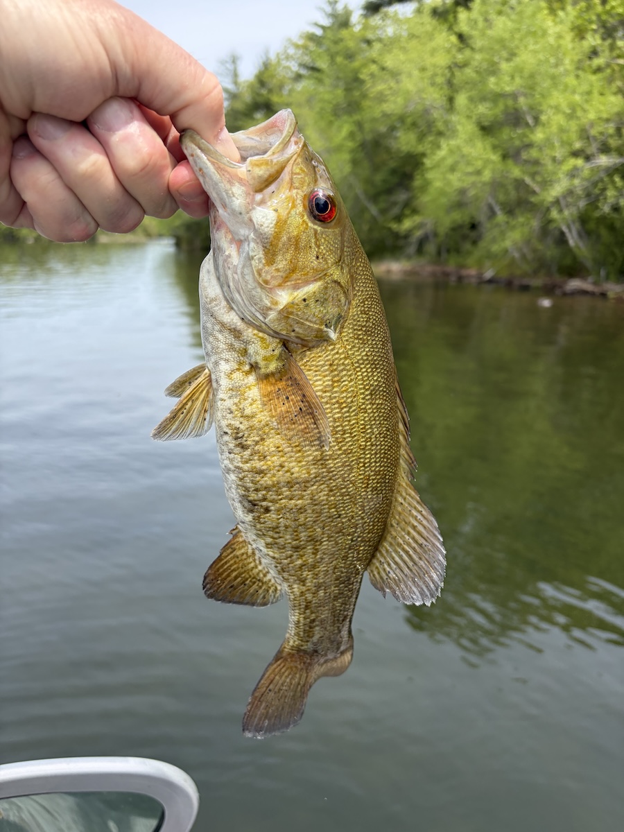 small mouth bass, photographed before release.