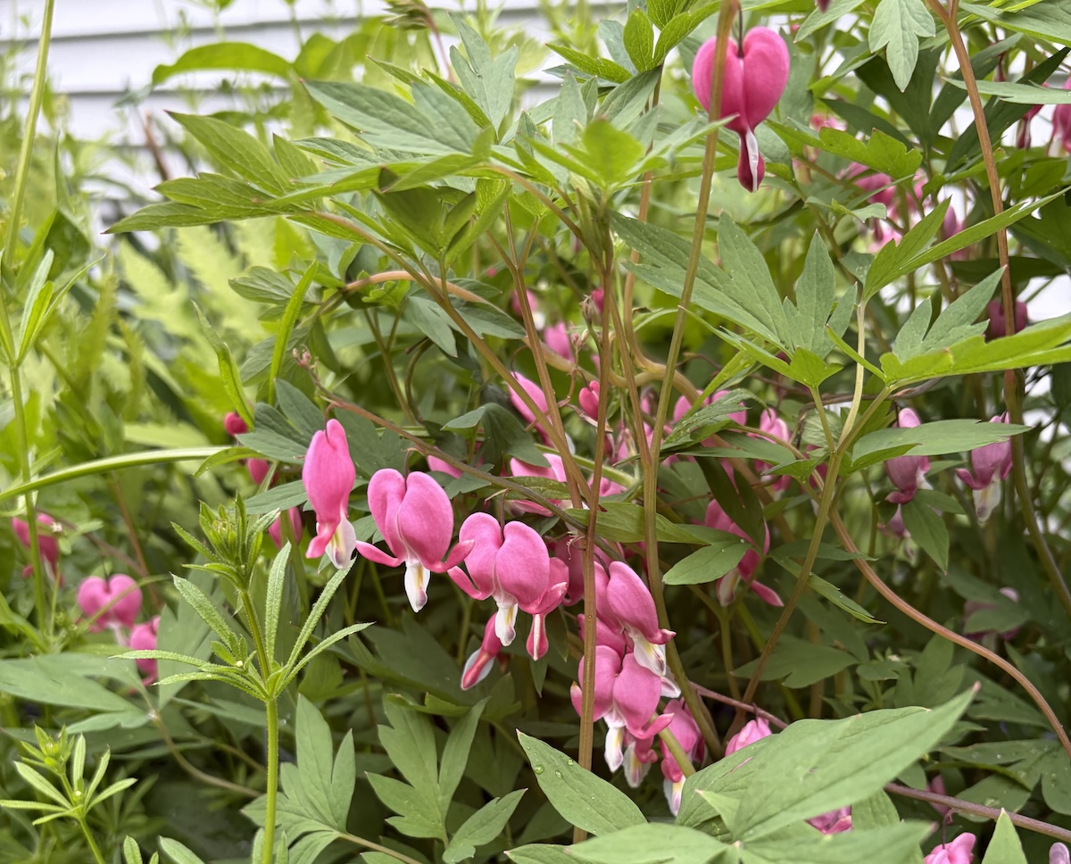 pink bleeding heart flowers