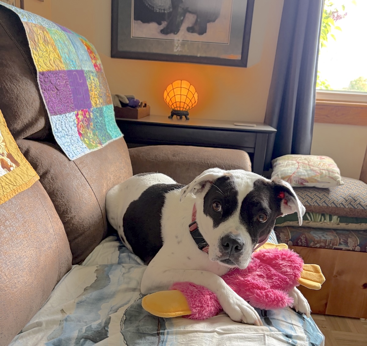 American bully rescue dog, black on white, sitting on a sofa with a plush squeaky toy.