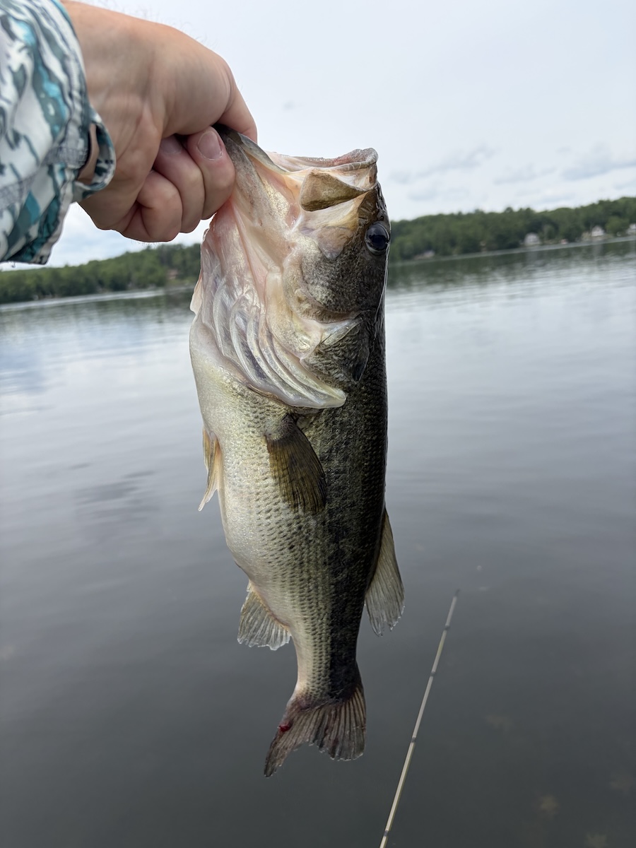 Large mouth bass pictured, suspended by hand from the lower jaw, prior to returning it to the lake in the background.