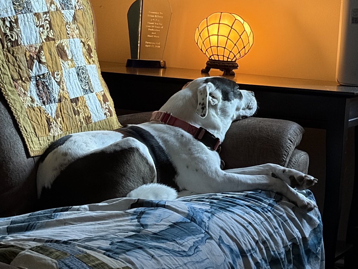 Georgia the rescue dog sitting on the sofa, resting her head on the arm rest.