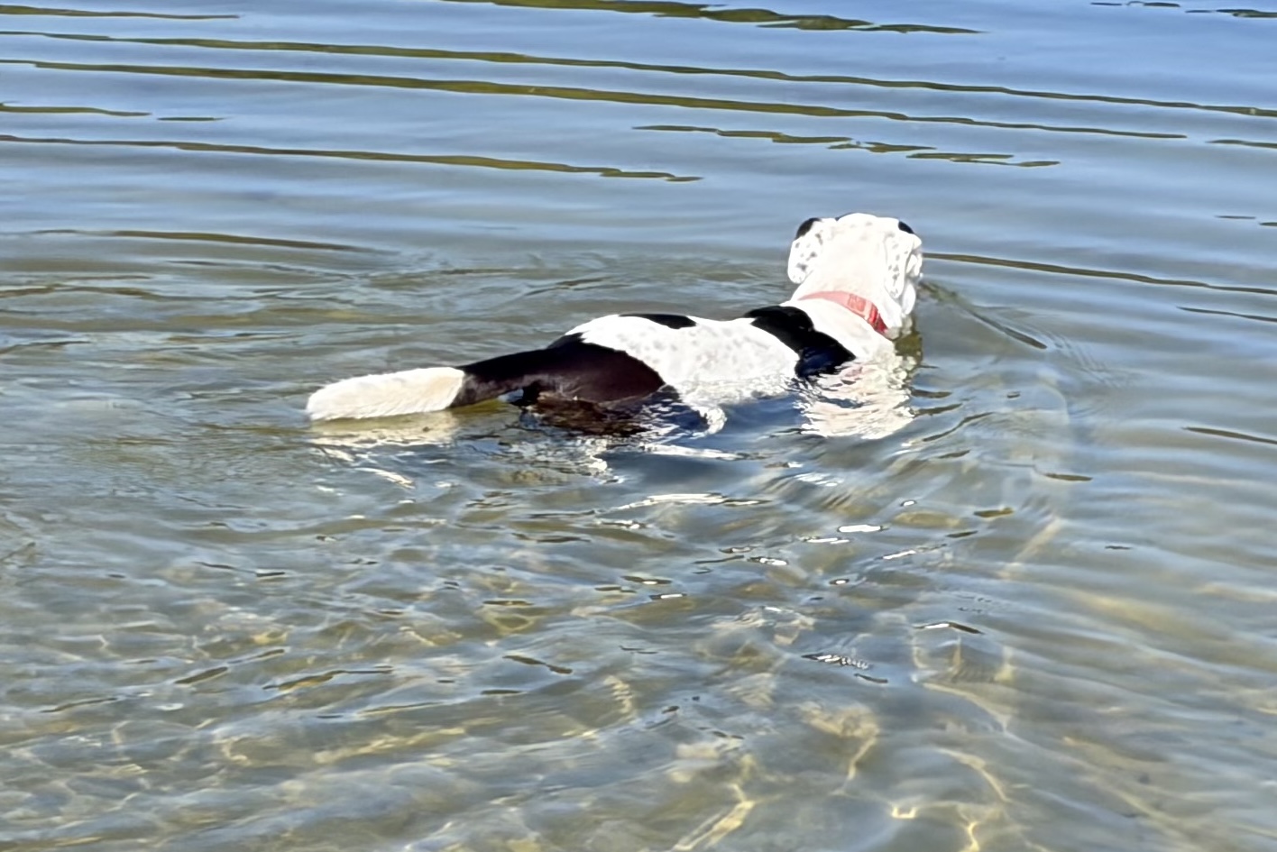 black on white 50 pound dog, swimming in pond.