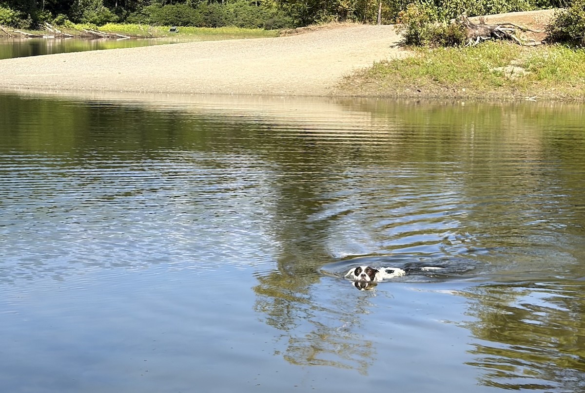 Back and white dog swimming in a pond